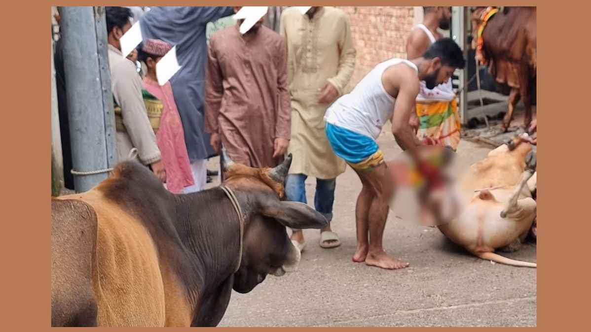 কোরবানির পশু জবাই ঘিরে রাজধানীতে আনন্দ, উৎসব আর মানবিকতা