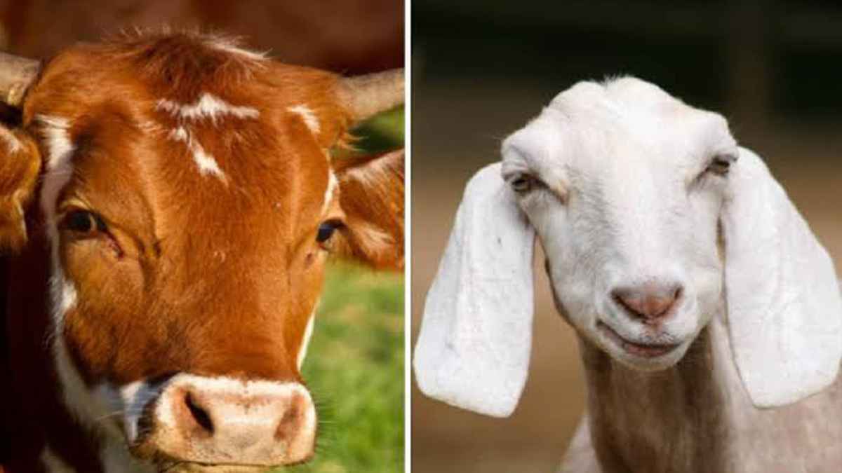 বলুন তো গরু ও ছাগলের বৈজ্ঞানিক নাম কী?
