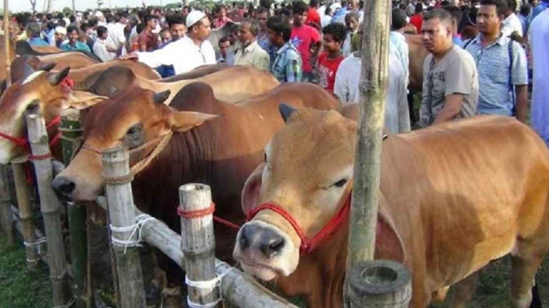 কোরবানির জন্য সুস্থ পশু চেনার উপায়