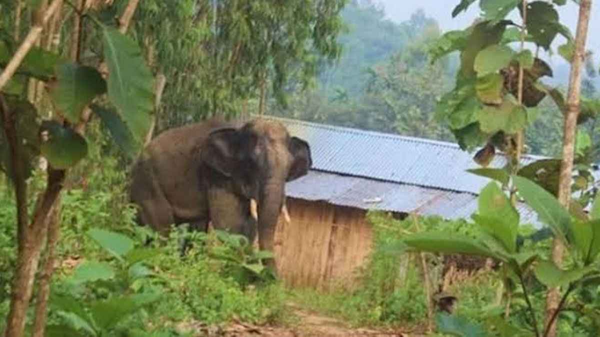 বন্যহাতির আক্রমণে গর্ভবতী নারী নিহত