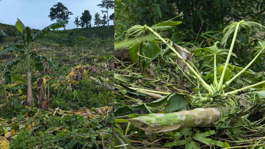 ম্রো জনগোষ্ঠীর ফলবাগান, জুম ধ্বংসের অভিযোগ বনবিভাগের বিরুদ্ধে