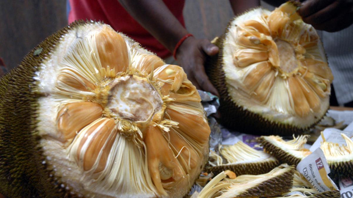 jack_fruits jack_fruits