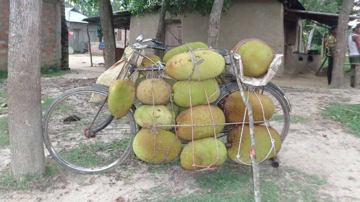 হবিগঞ্জে পাহাড়ি কাঁঠালের ঘ্রাণে মুখর জনপদ