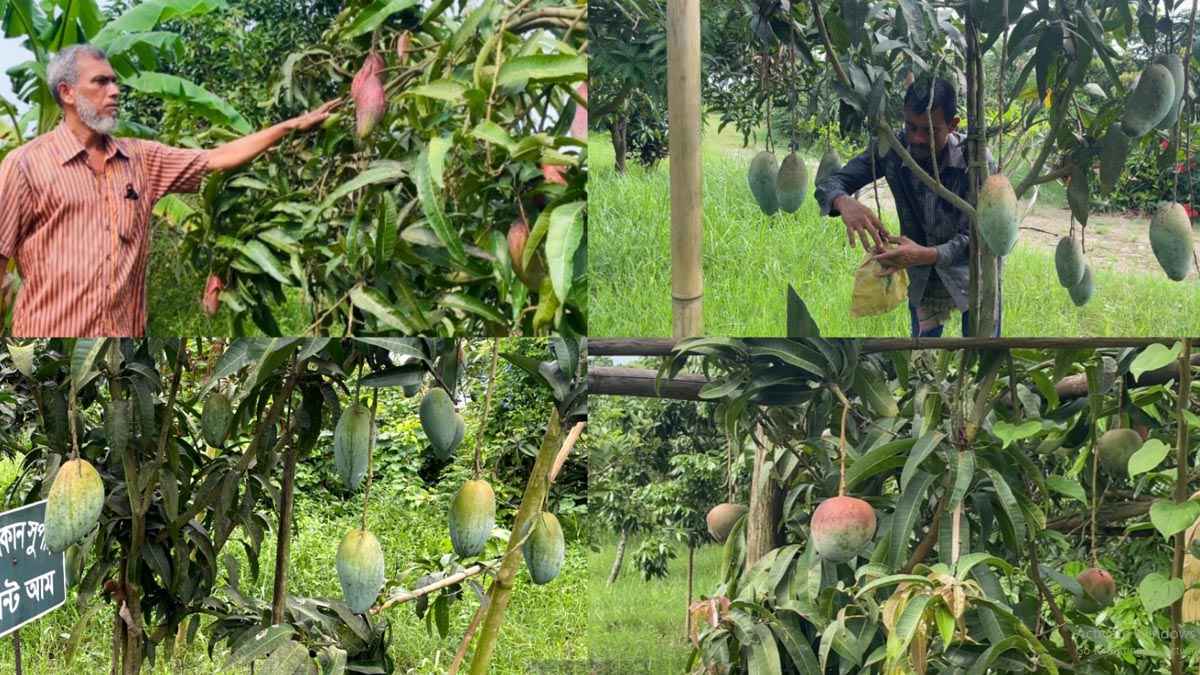 নজর কাড়ছে জাহাঙ্গীরের ৫০ প্রজাতির দেশি-বিদেশি আম