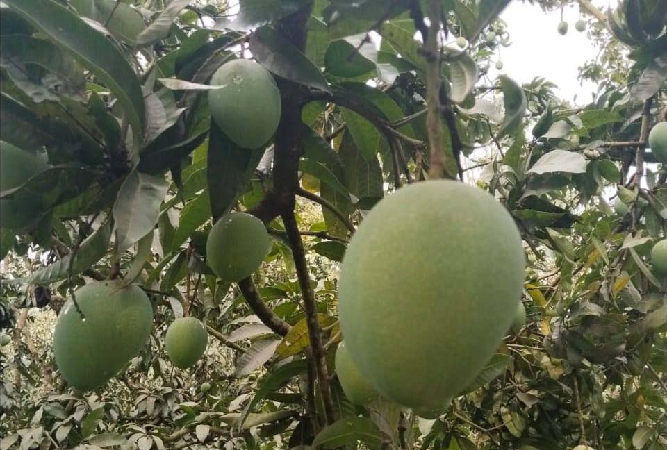 mango_photo_1 mango_photo_1