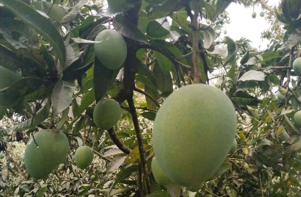 mango_photo_3 mango_photo_3