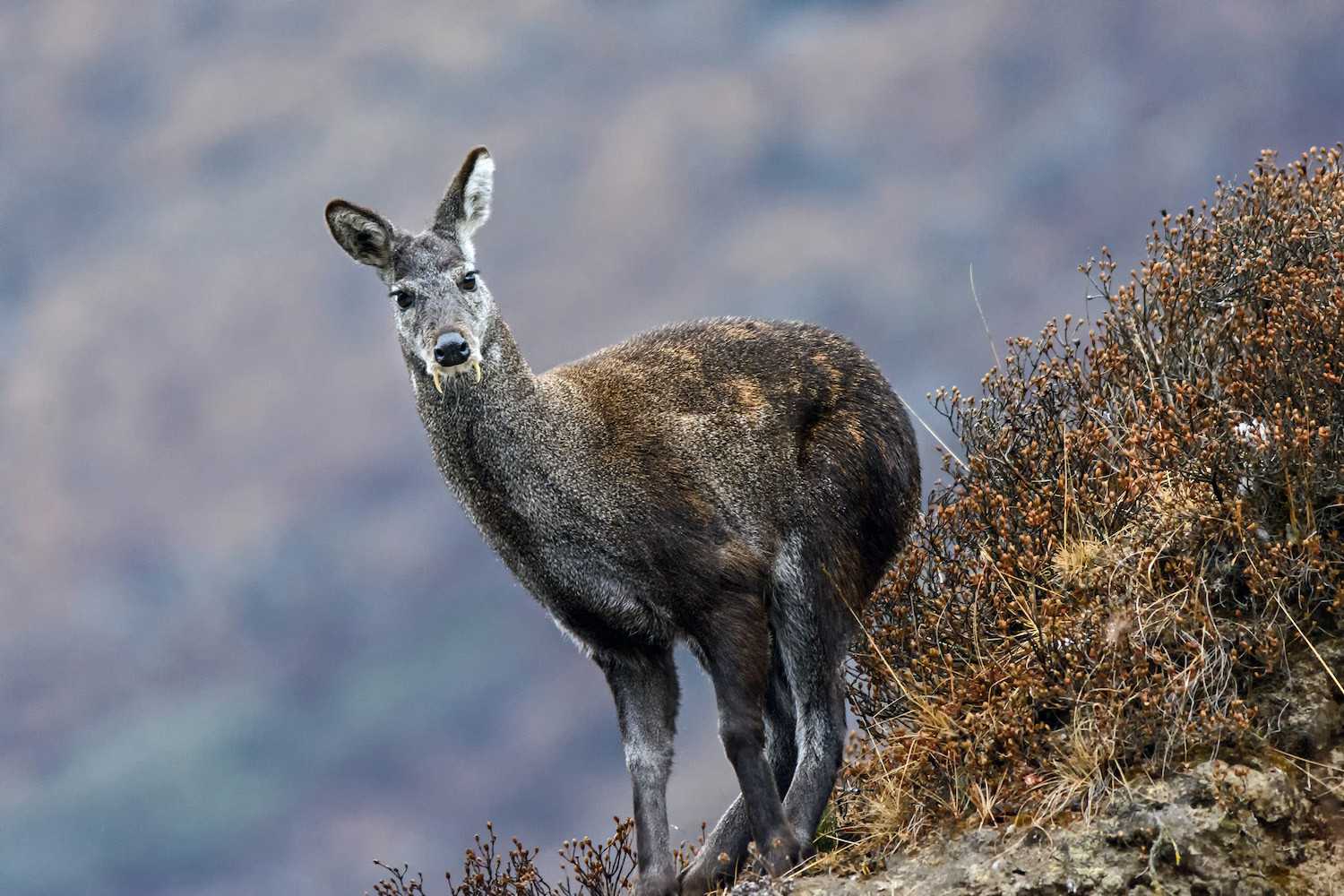 musk_deer2 musk_deer2