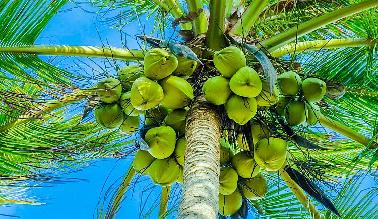 নারকেল গাছ থেকেও মেলে মিষ্টি রস, জানুন সংগ্রহের উপায়