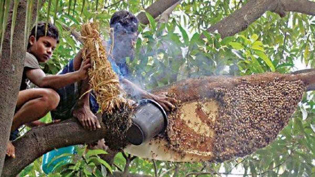 সুন্দরবনে মৌয়ালসহ মধু আহরণ কমেছে এক-তৃতীয়াংশ