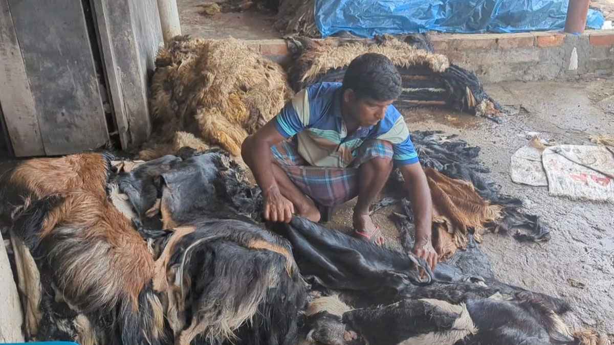 নাটোরে ২০ টাকায় কেনা ছাগলের চামড়া ঢাকায় বিক্রি হচ্ছে ৮০-৯০ টাকায়