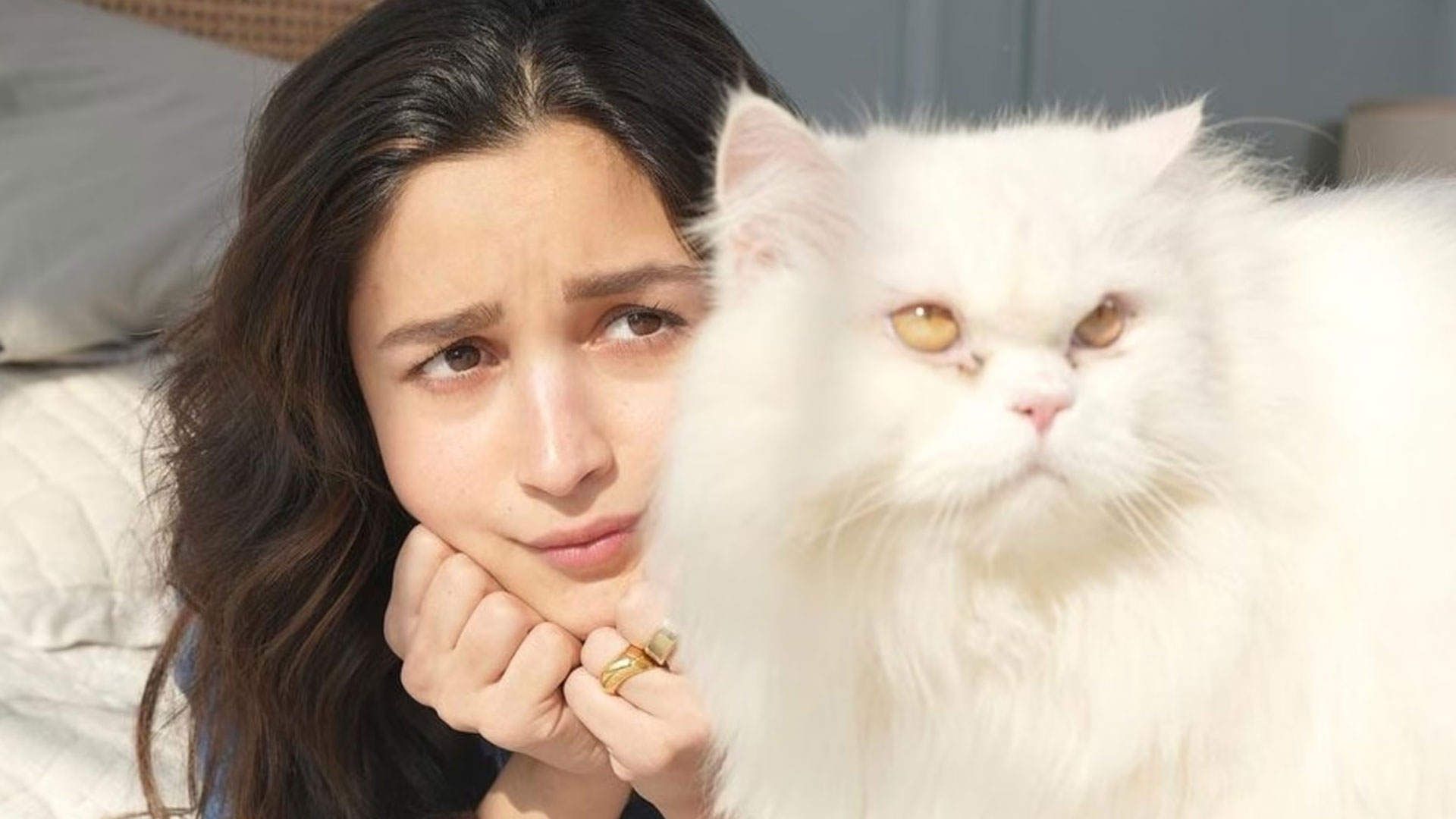 persian-cat7 persian-cat7