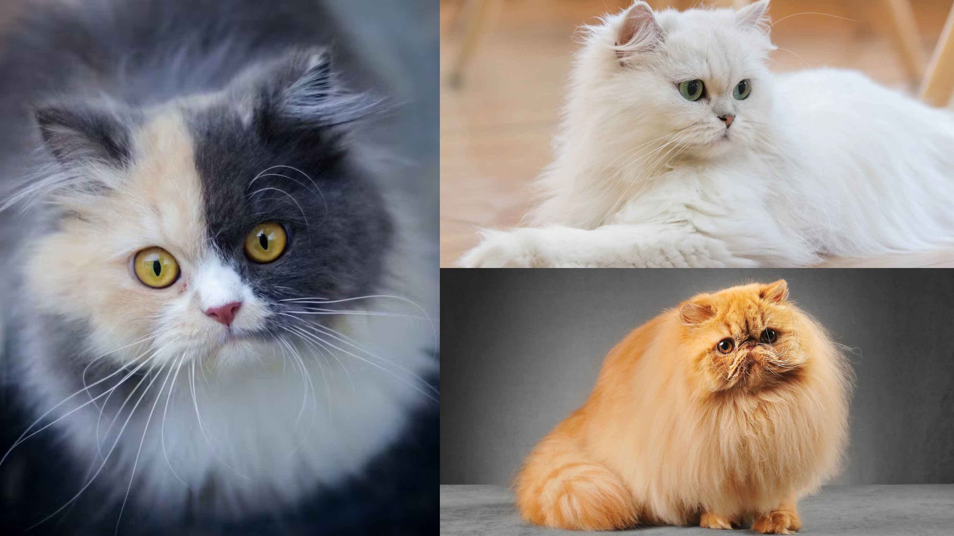 persian cat