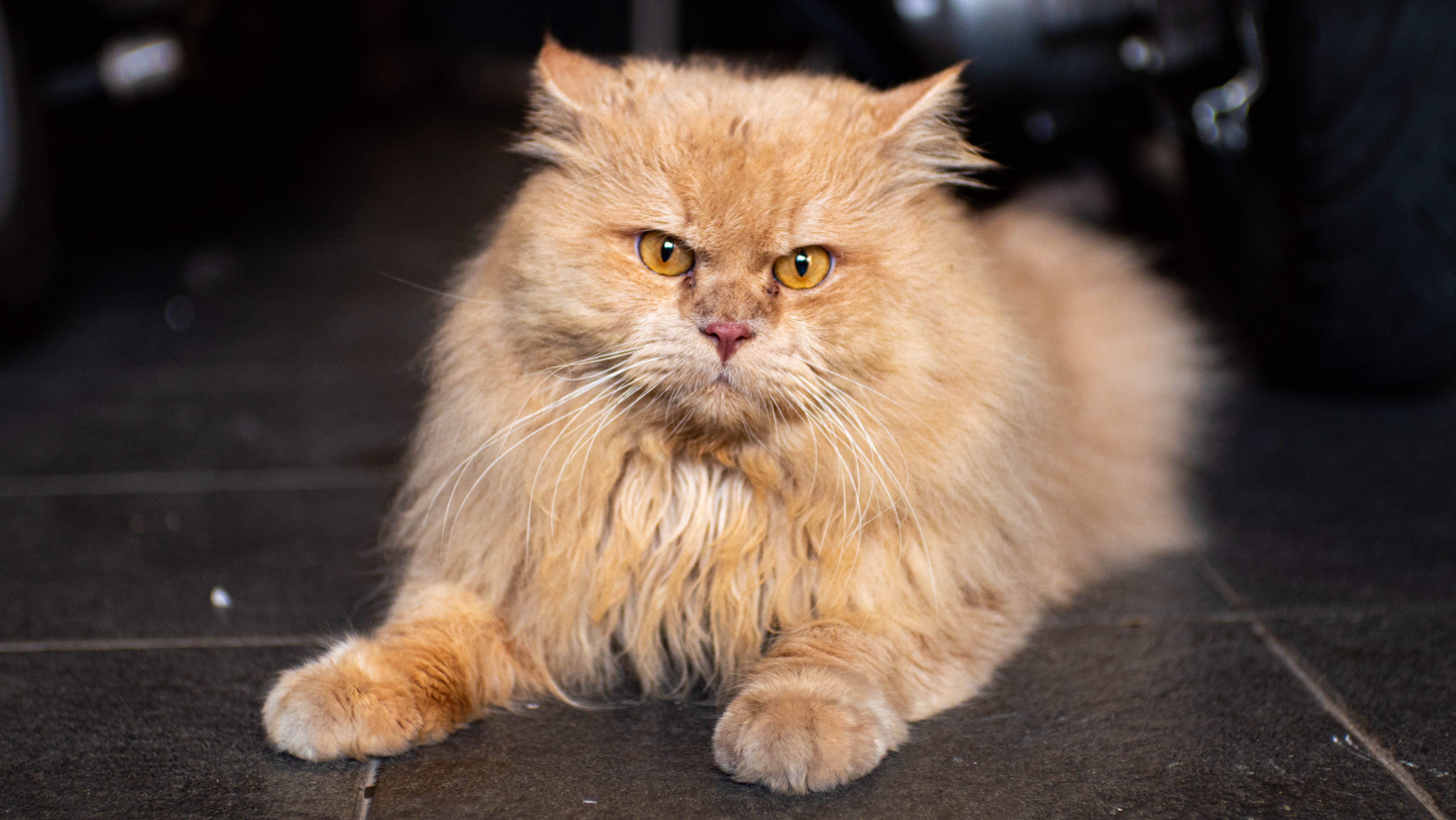 persian_cat6 persian_cat6