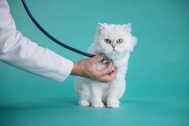 persian_cat9 persian_cat9