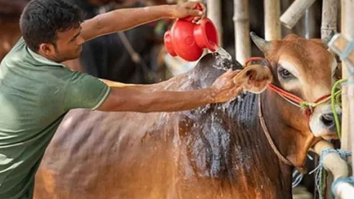 কোরবানিতে যেসব শিরক হতে পারে