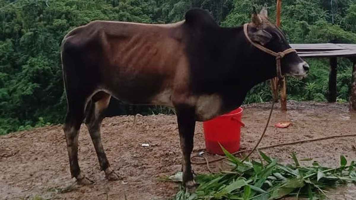 কোরবানির সময় ৩ দিন নাকি ৪ দিন?