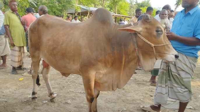 অমুসলিমের কাছ থেকে কোরবানির পশু কেনা জায়েজ?