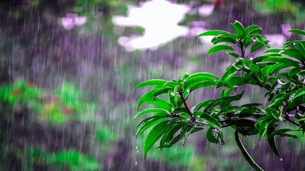 rain_pic24