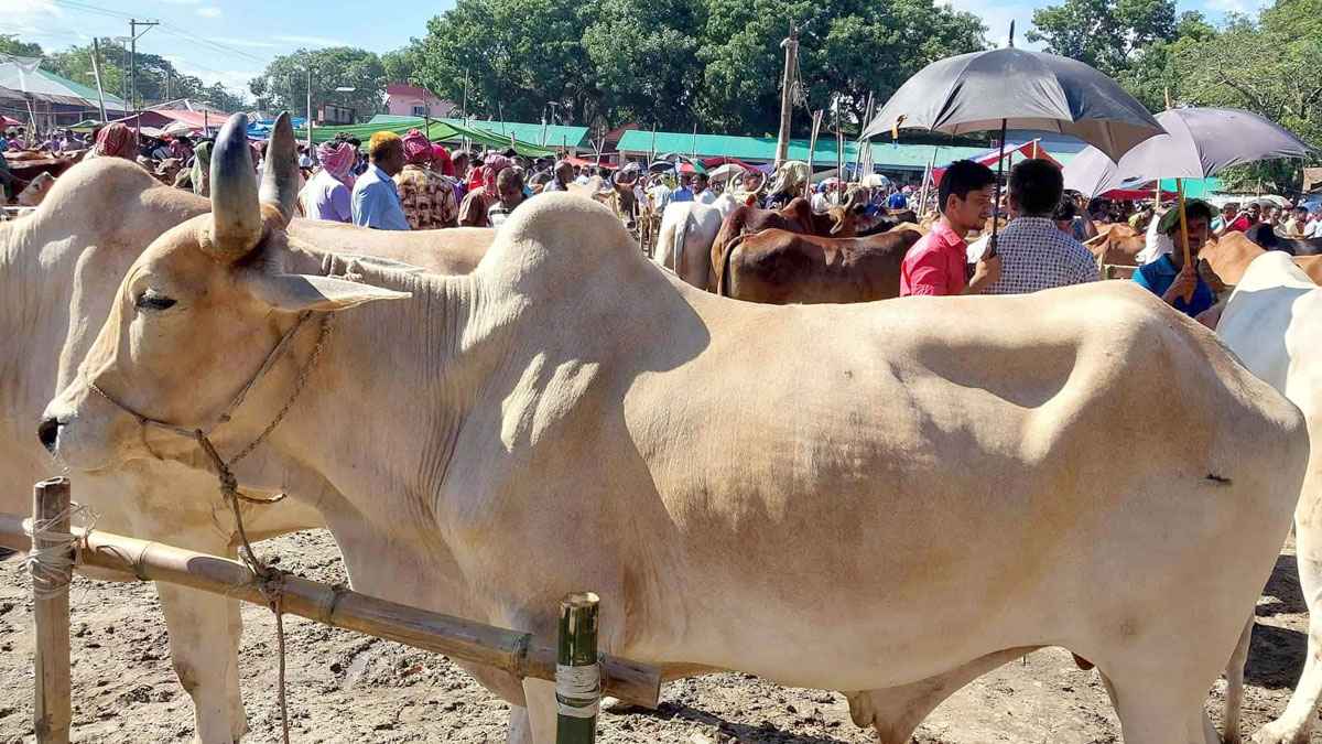 জমে উঠেছে রংপুরে কোরবানির পশুর হাট