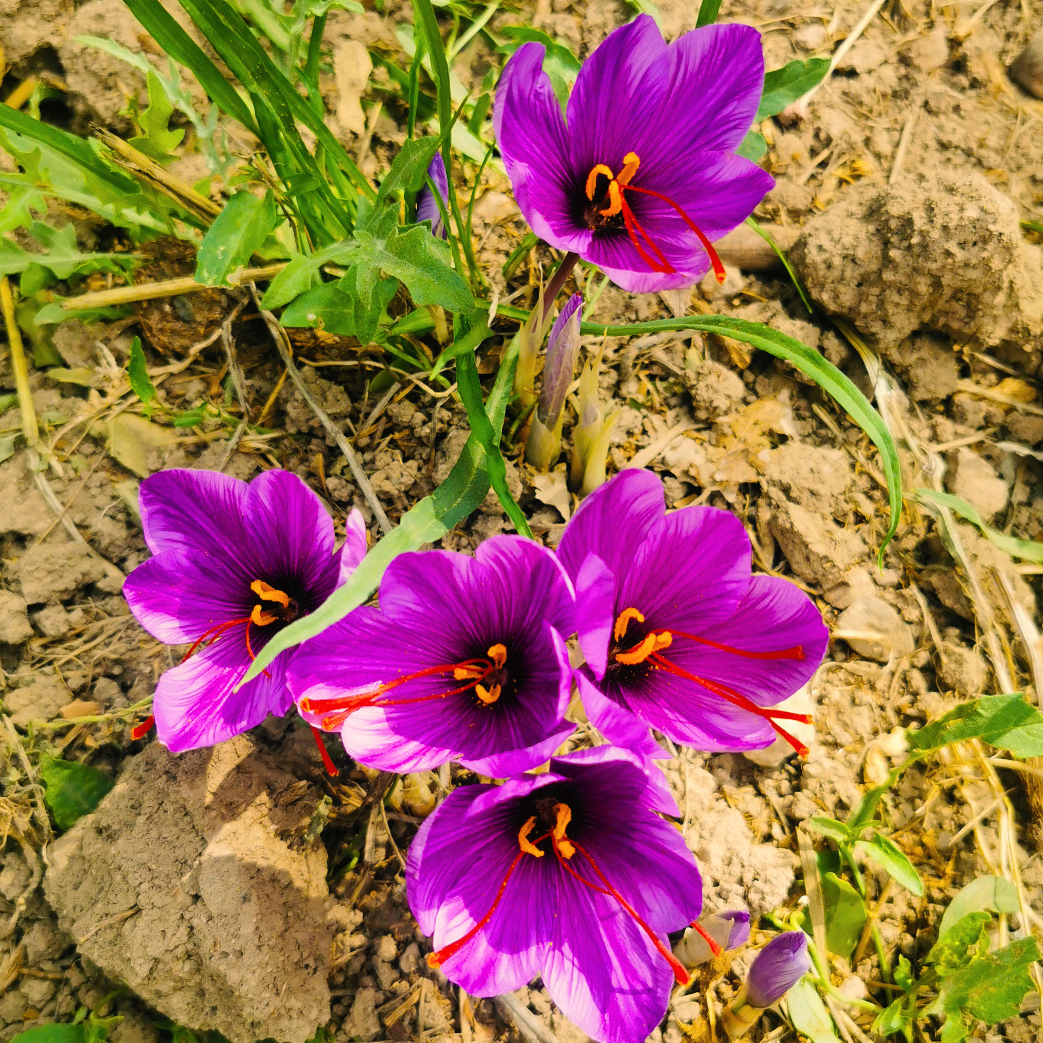 safron_cultiveation safron_cultiveation