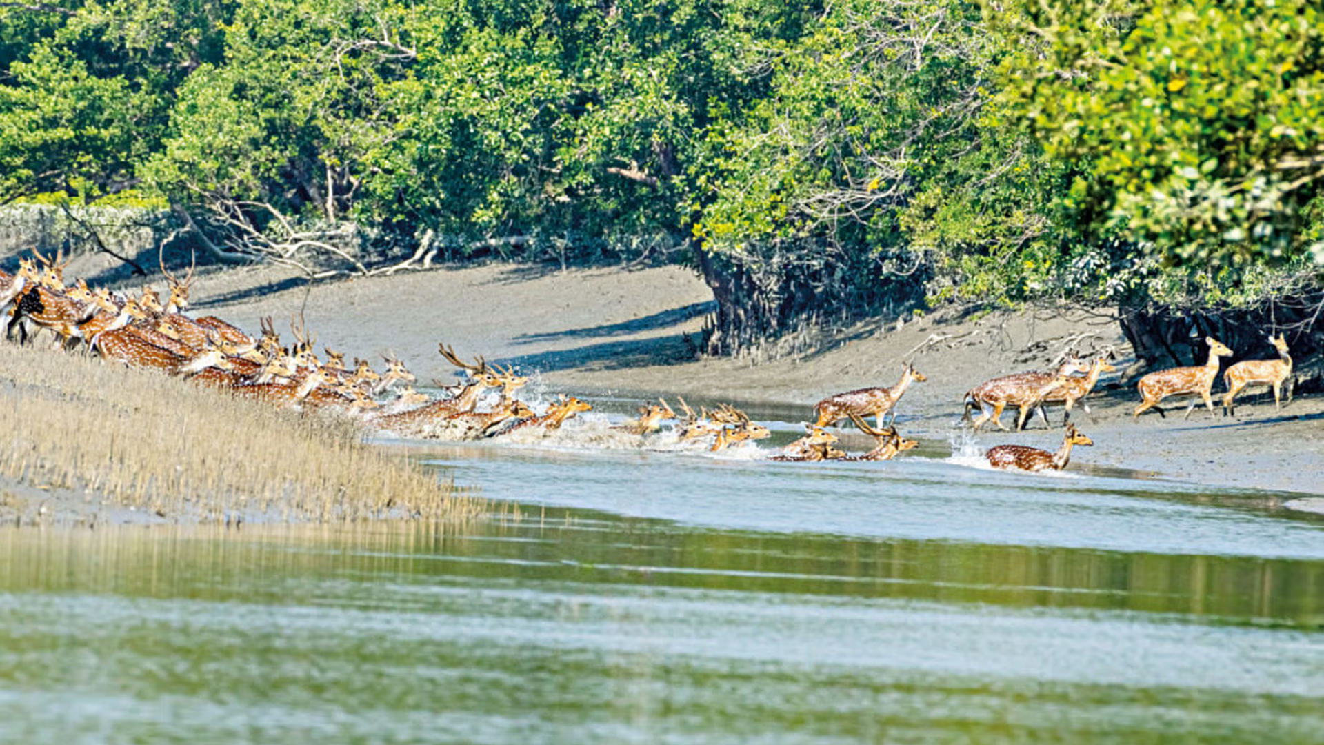 sundarban