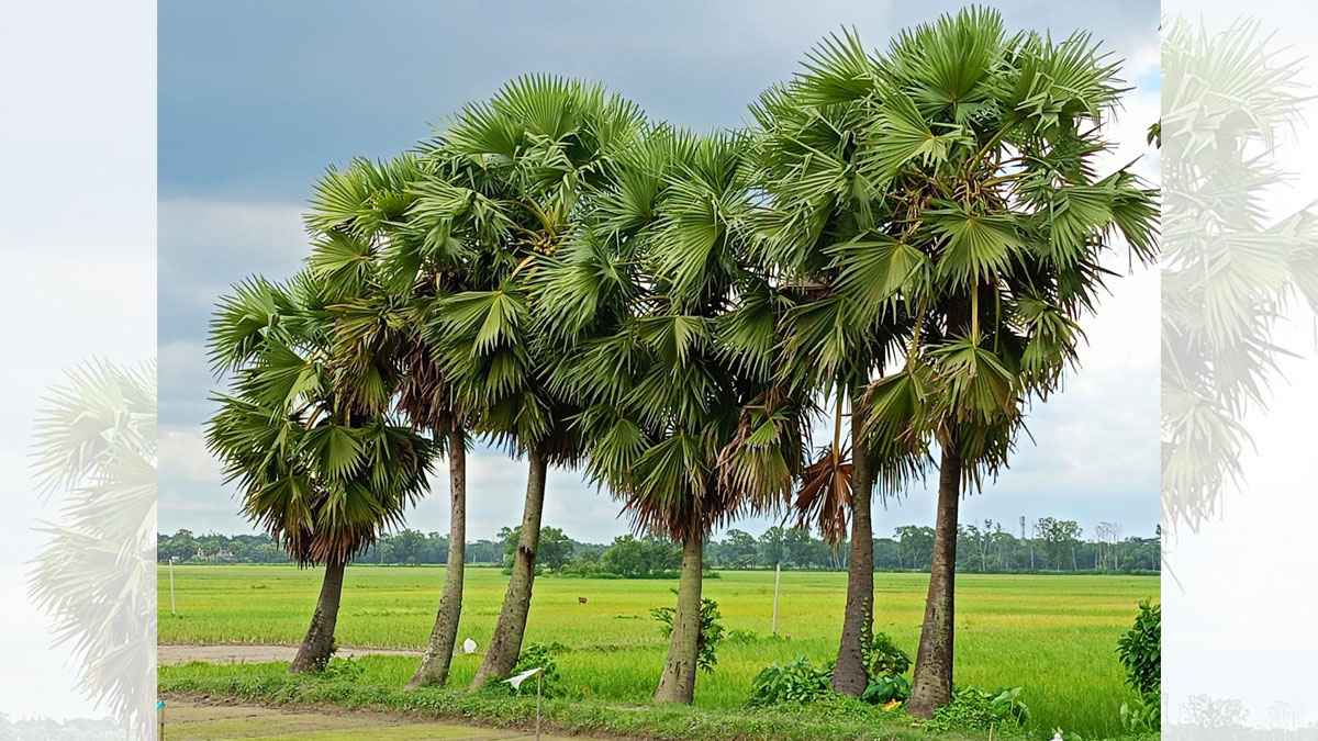 বজ্রপাতে মৃত্যুর ঝুঁকি কমাতে ভূমিকা রাখছে তালগাছ