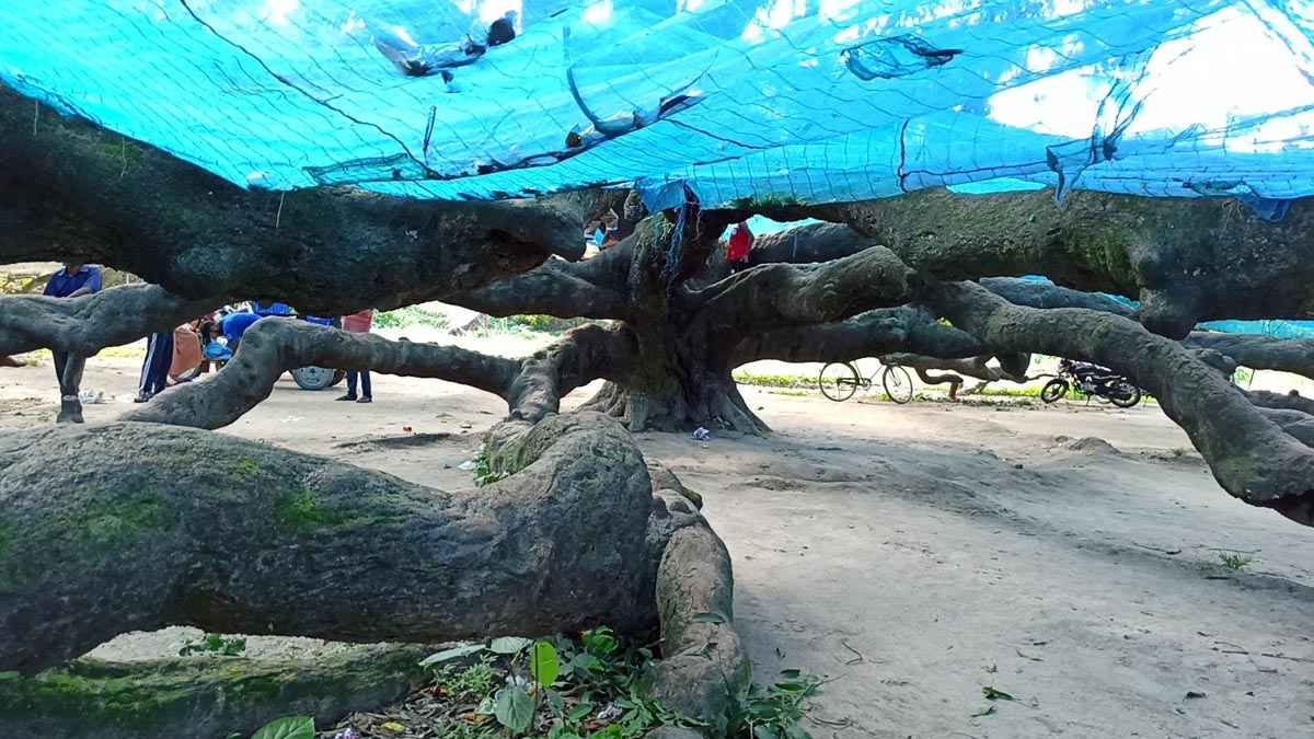 এশিয়ার সবচেয়ে বড় আমগাছ, দেখতে লাগে টিকিট