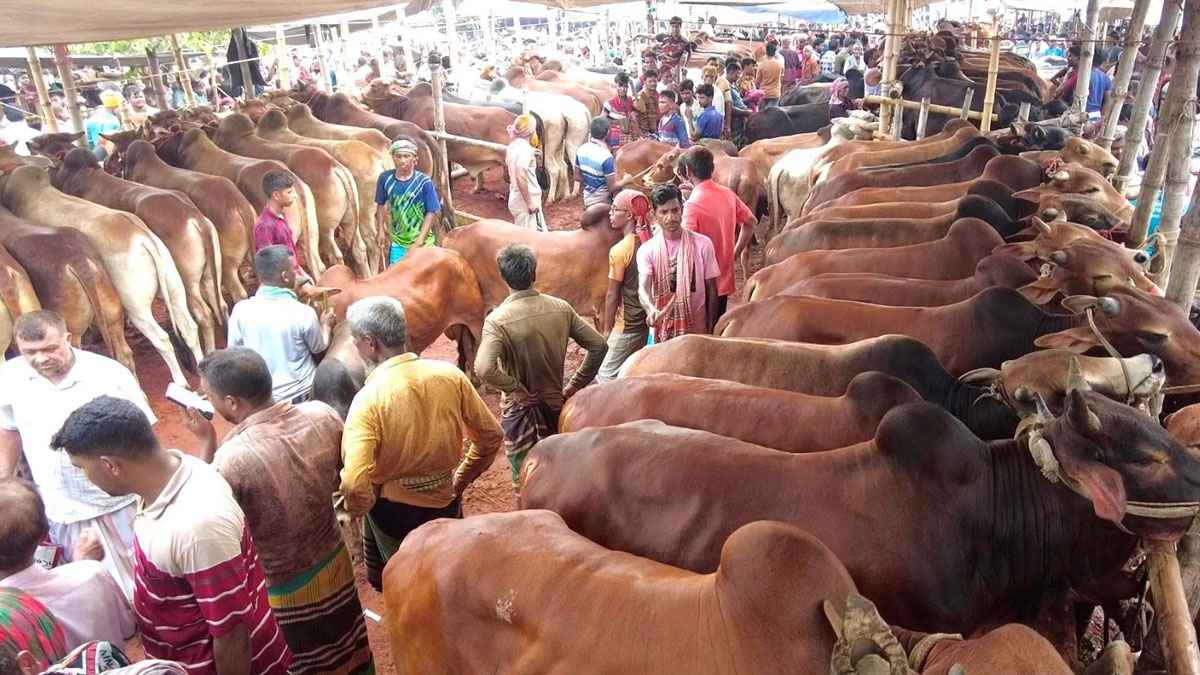 রাজশাহীতে কোরবানির পশু বিক্রি চাঙ্গা, ক্রেতারা ক্ষুব্ধ হাসিল নিয়ে