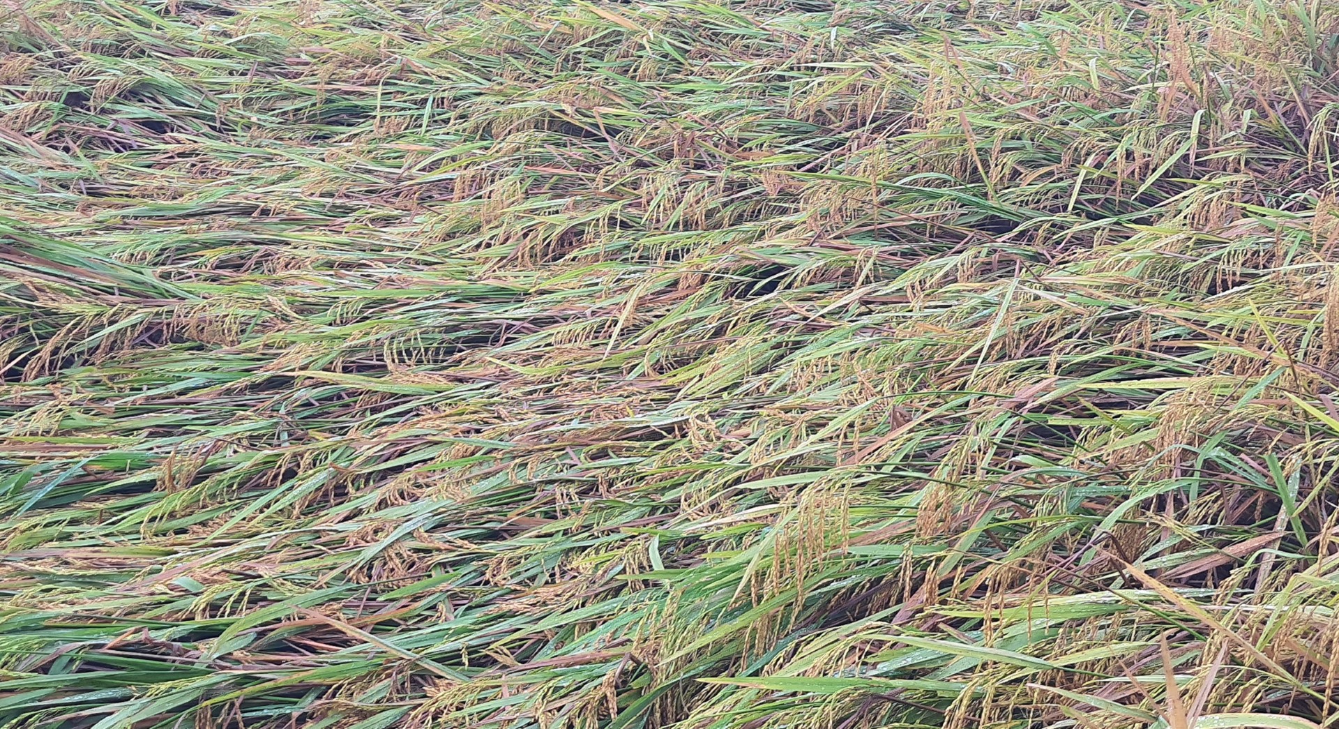 thumbnail_1000011423