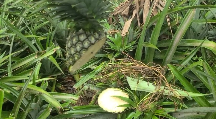 thumbnail_1000014196