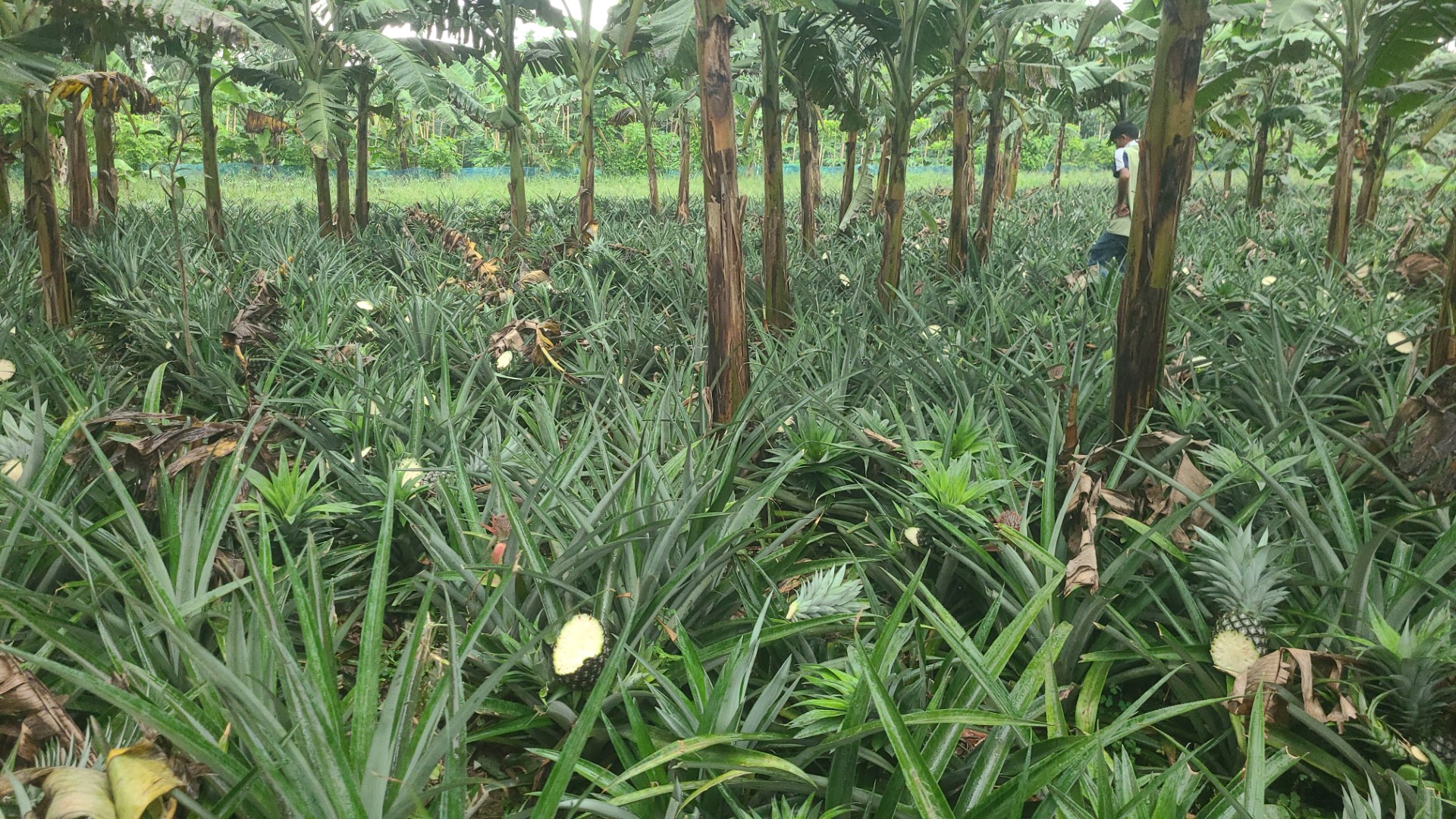 thumbnail_1000014197