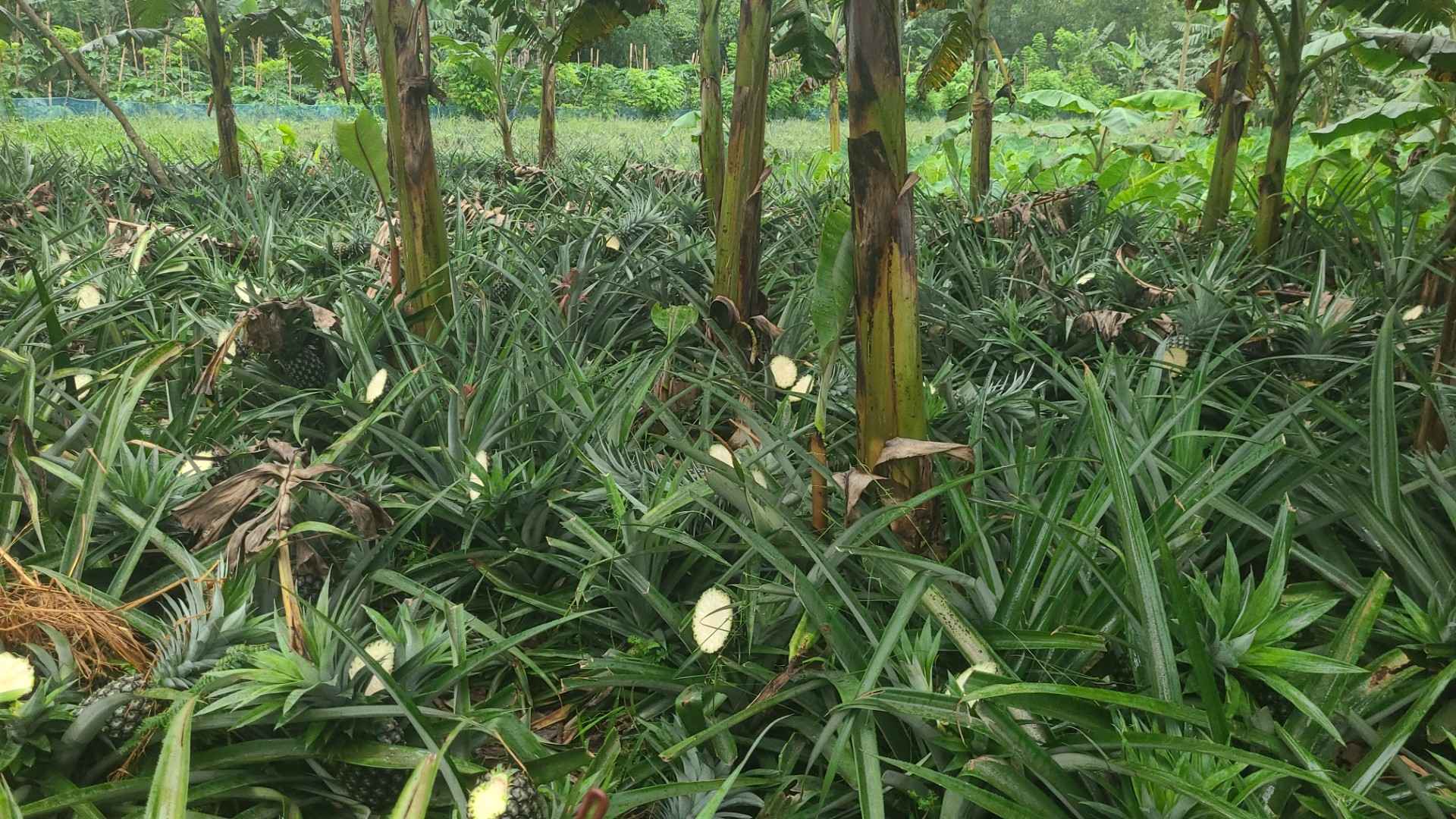 টাঙ্গাইলে ৫ হাজার আনারস কেটে সাবাড়