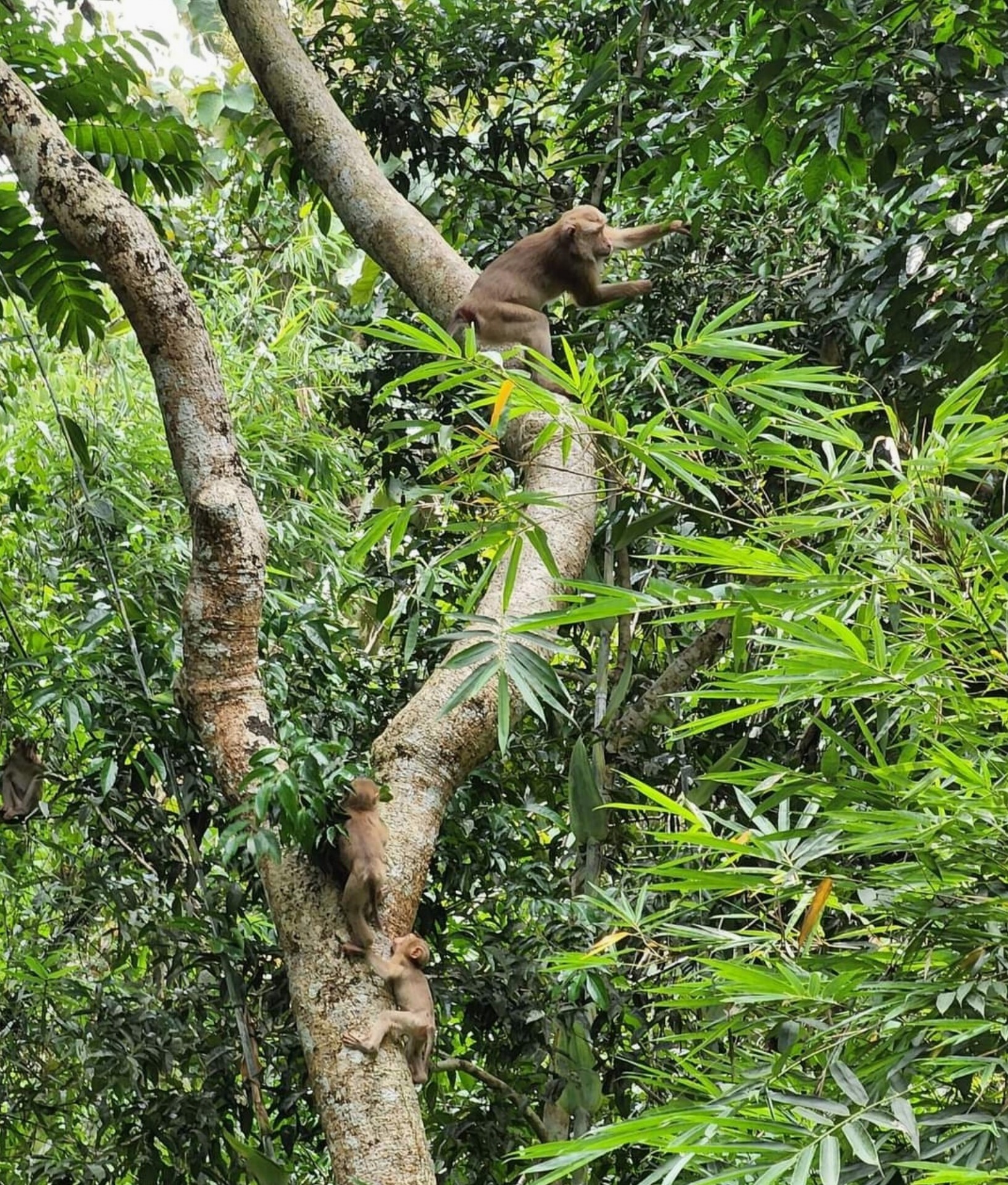 thumbnail_1000147436