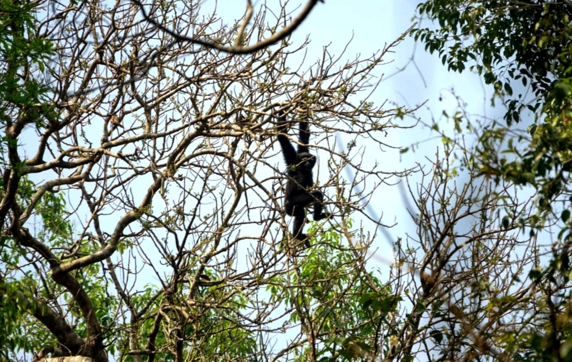 thumbnail_1000147438