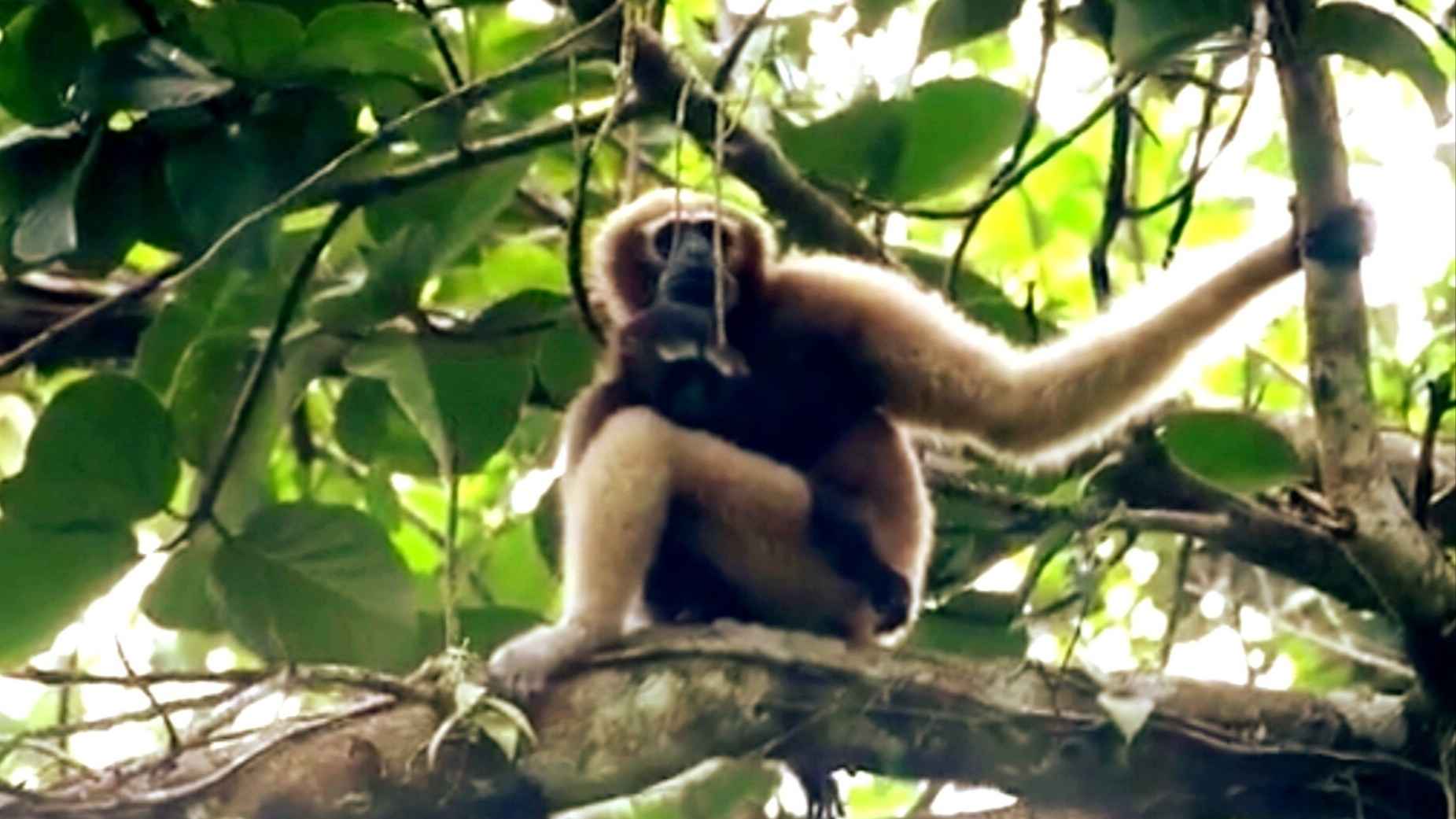 সবুজের মাঝে হইহুল্লোড়, বিরক্ত বন্য প্রাণী