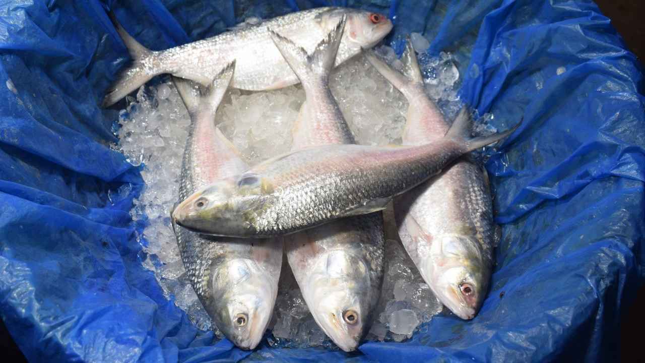 ইলিশের মূল্য নির্ধারণে ব্যবসায়ীদের বিরূপ প্রতিক্রিয়া