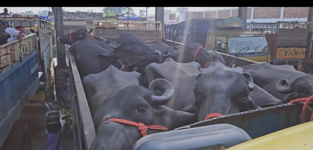 thumbnail_1c1aac9c-c17b-4638-a034-ba77c7d090bf