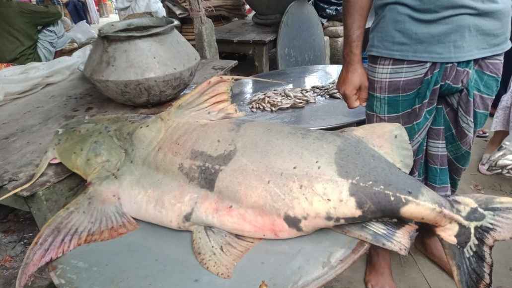 পদ্মার ৪২ কেজির বাঘাইড়, ১৮ জন মিলে কিনলেন ৬২ হাজার টাকায়