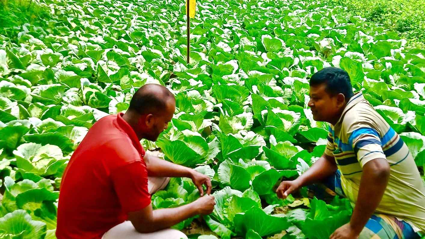 গ্রীষ্মকালীন বাঁধাকপি চাষে রতনের বাজিমাত