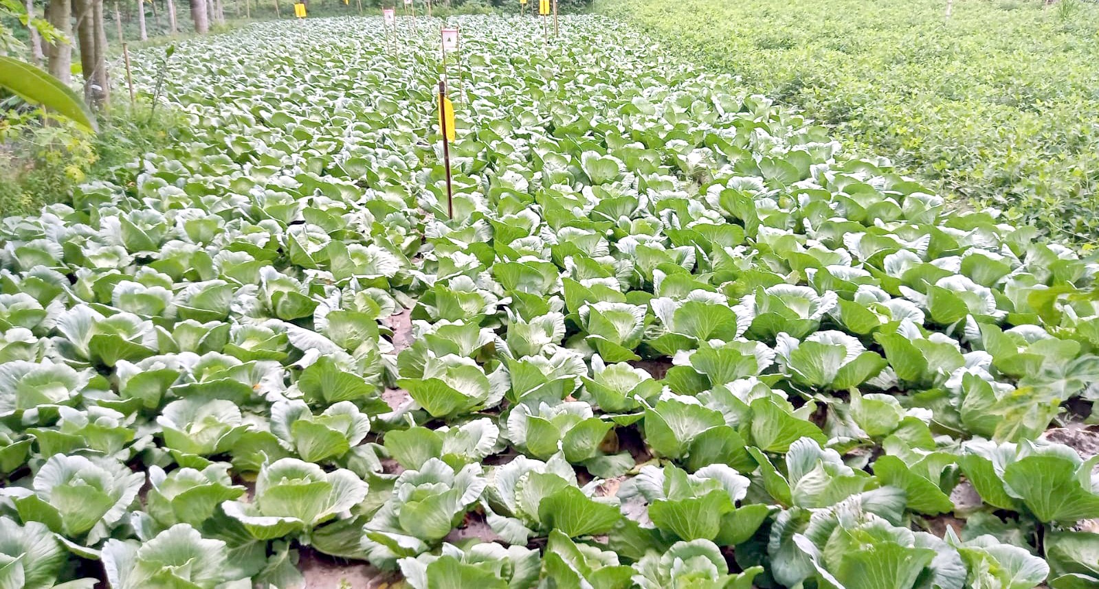 thumbnail_Dinajpur_-2