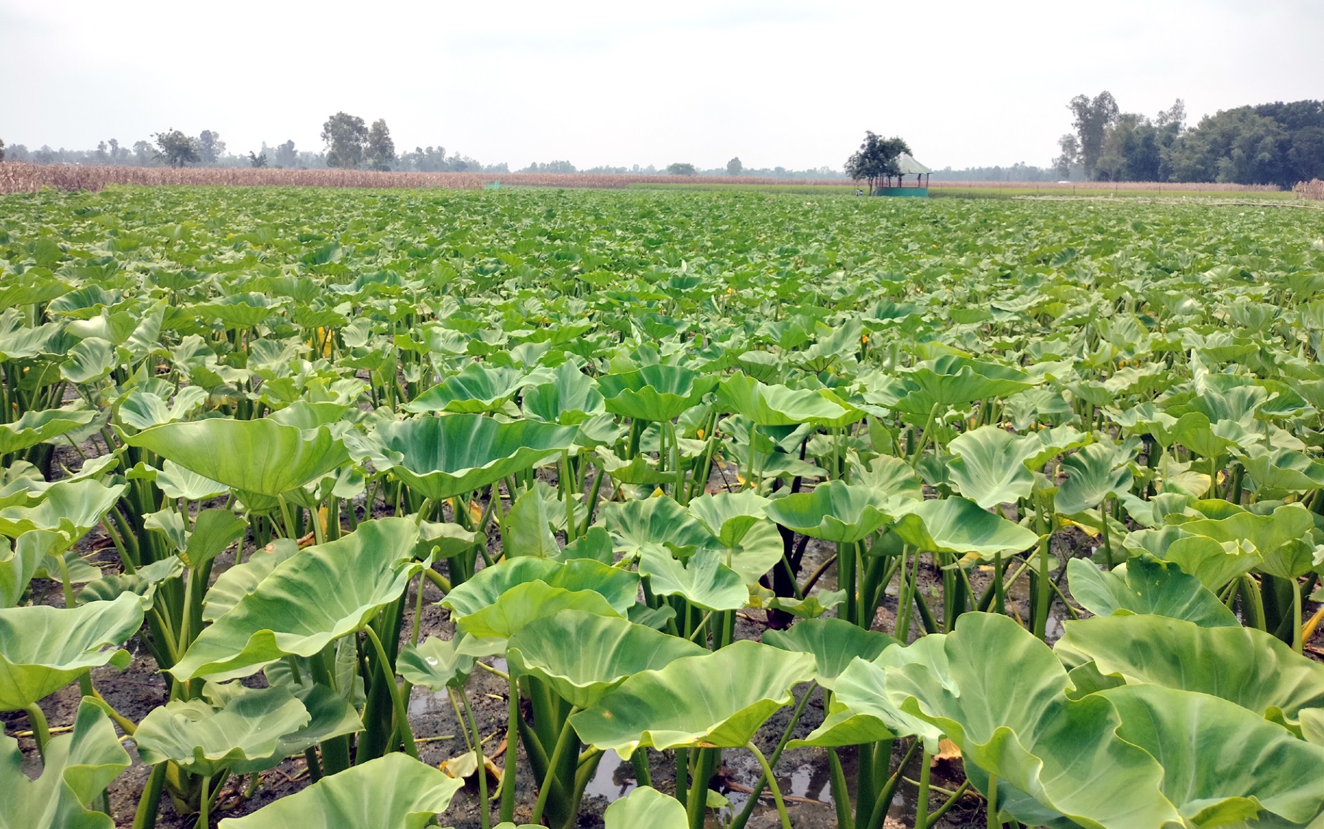 thumbnail_Dinajpur_-2