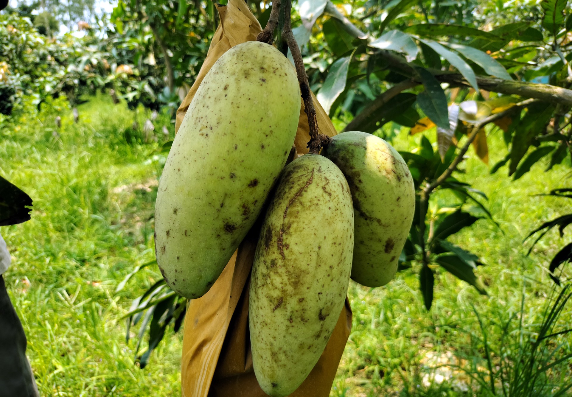 thumbnail_Dinajpur_-2