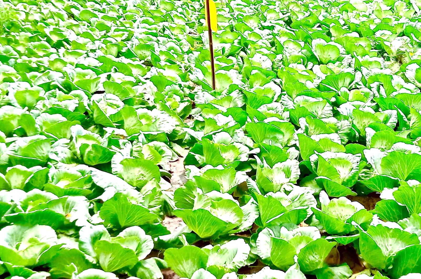 thumbnail_Dinajpur_-3