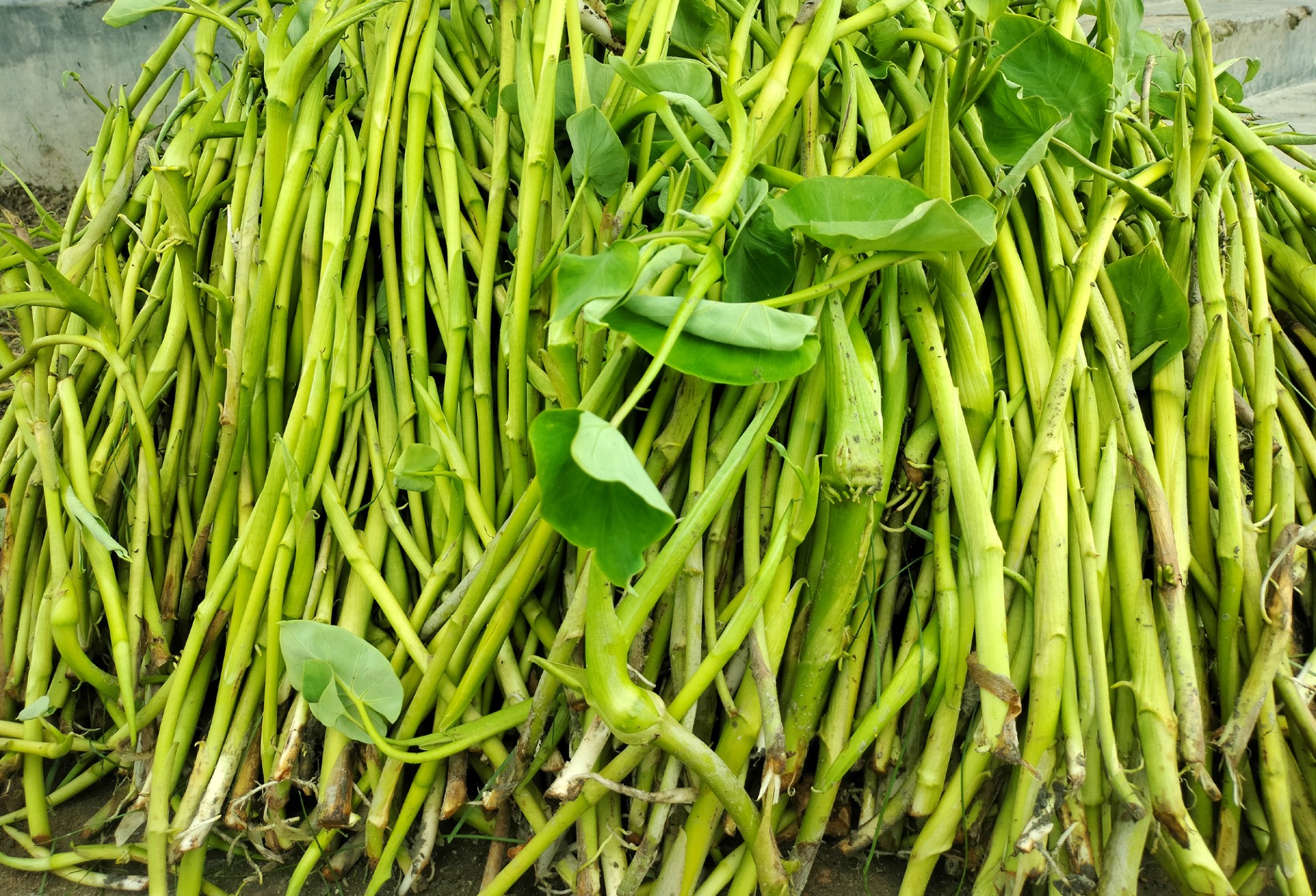 thumbnail_Dinajpur_-3