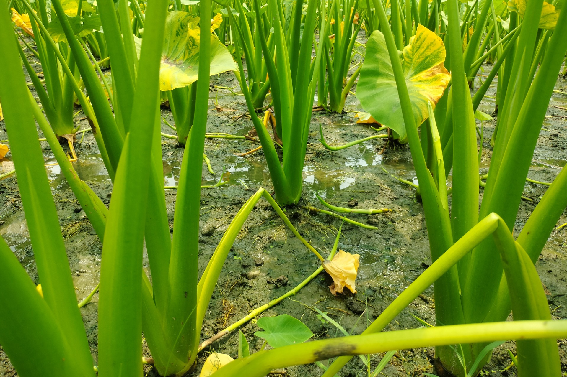 thumbnail_Dinajpur_-4