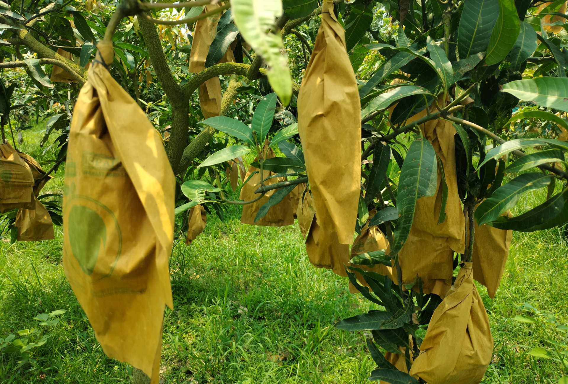 thumbnail_Dinajpur_-4