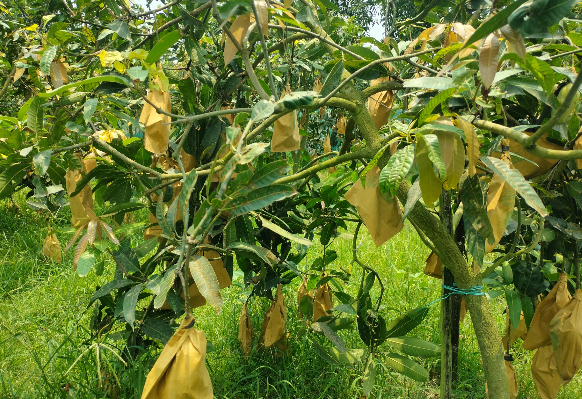 thumbnail_Dinajpur_-5