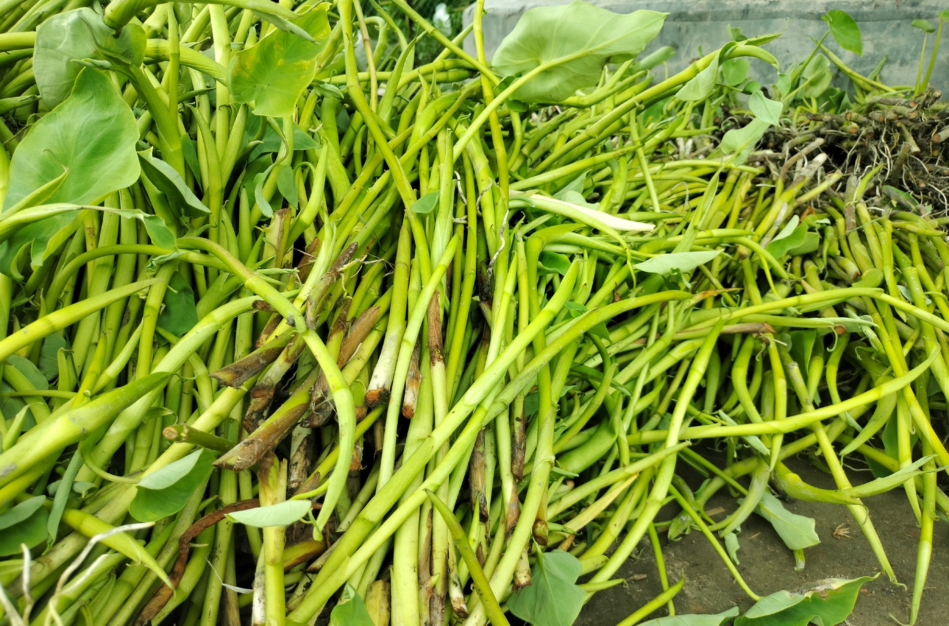 thumbnail_Dinajpur_-6