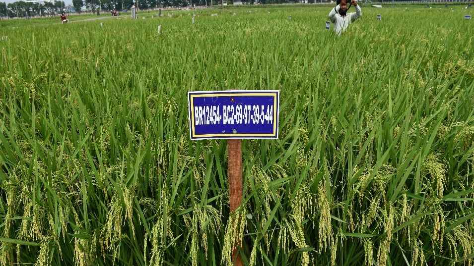 নতুন তিন জাতের ধান উদ্ভাবন করল ব্রি