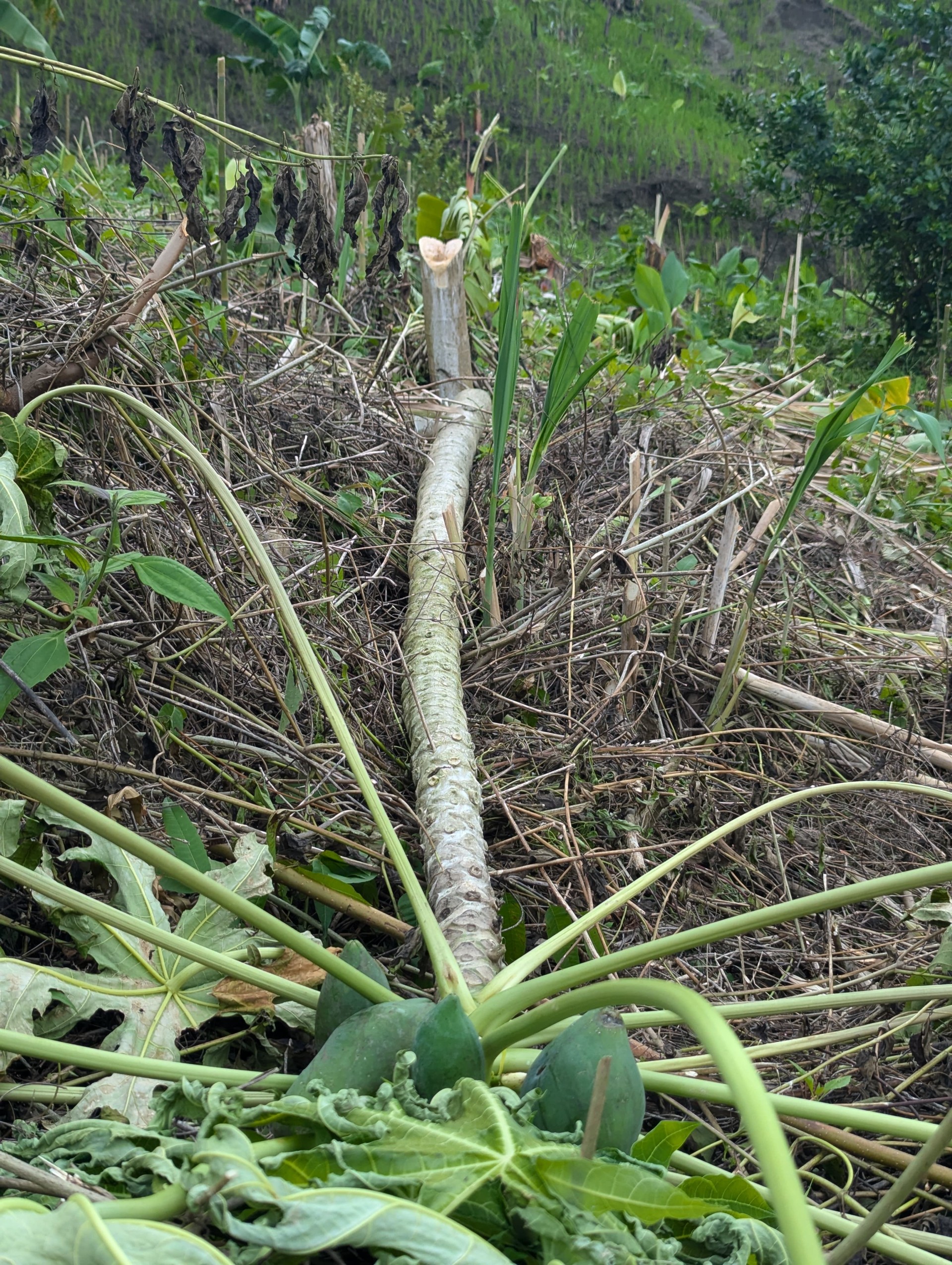 thumbnail_IMG-20250624-WA0008